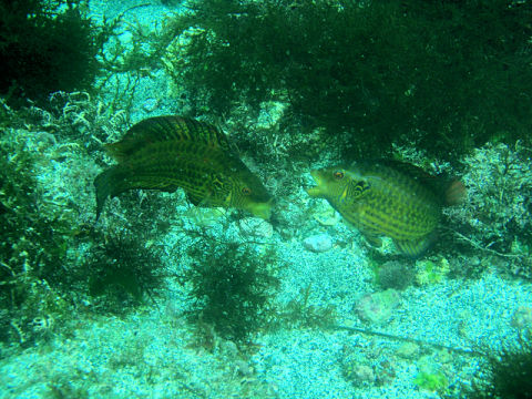 �ɓ������ʐ^�@�N���b�N�ő傫���Ȃ�܂�