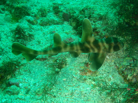 �ɓ������ʐ^�@�N���b�N�ő傫���Ȃ�܂�