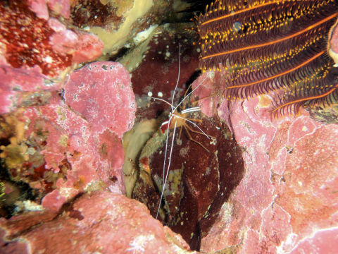 �ɓ������ʐ^�@�N���b�N�ő傫���Ȃ�܂�