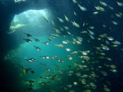 �ɓ������ʐ^�@�N���b�N�ő傫���Ȃ�܂�