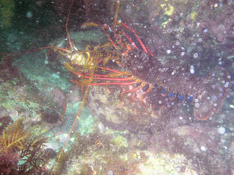 �ɓ������ʐ^�@�N���b�N�ő傫���Ȃ�܂�