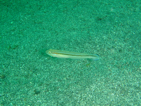 �ɓ������ʐ^�@�N���b�N�ő傫���Ȃ�܂�