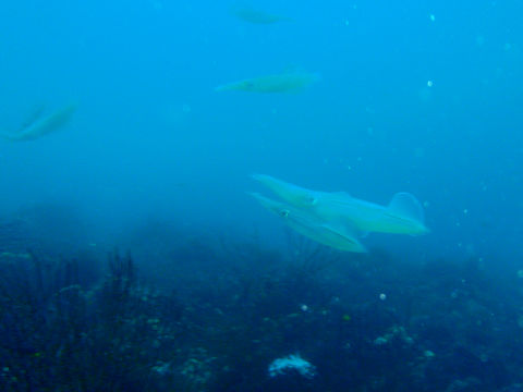 �ɓ������ʐ^�@�N���b�N�ő傫���Ȃ�܂�