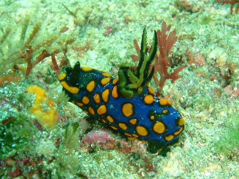 �ɓ������ʐ^�@�N���b�N�ő傫���Ȃ�܂�