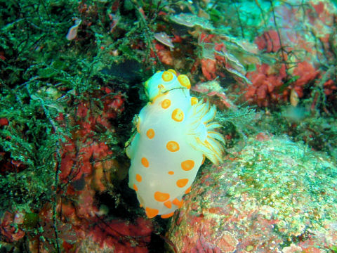 �ɓ������ʐ^�@�N���b�N�ő傫���Ȃ�܂�