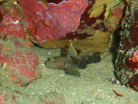 �ɓ������ʐ^�@�N���b�N�ő傫���Ȃ�܂�