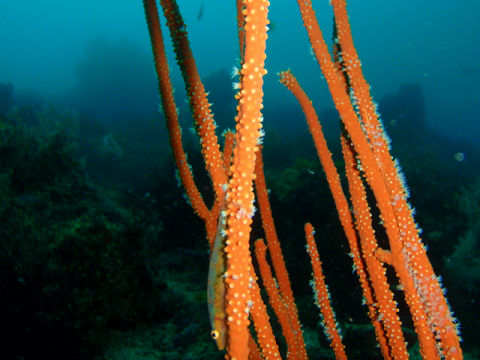 �ɓ������ʐ^�@�N���b�N�ő傫���Ȃ�܂�