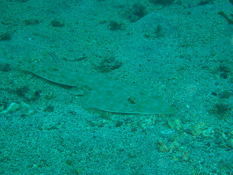 �ɓ������ʐ^�@�N���b�N�ő傫���Ȃ�܂�