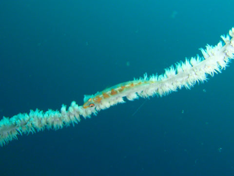 �ɓ������ʐ^�@�N���b�N�ő傫���Ȃ�܂�