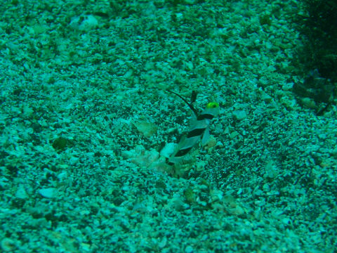 �ɓ������ʐ^�@�N���b�N�ő傫���Ȃ�܂�