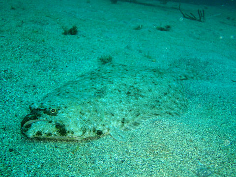 �ɓ������ʐ^�@�N���b�N�ő傫���Ȃ�܂�