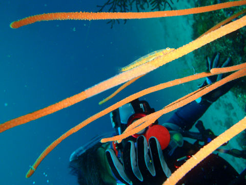 �ɓ������ʐ^�@�N���b�N�ő傫���Ȃ�܂�