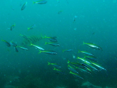 �ɓ������ʐ^�@�N���b�N�ő傫���Ȃ�܂�