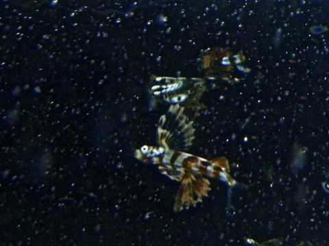 �ɓ������ʐ^�@�N���b�N�ő傫���Ȃ�܂�