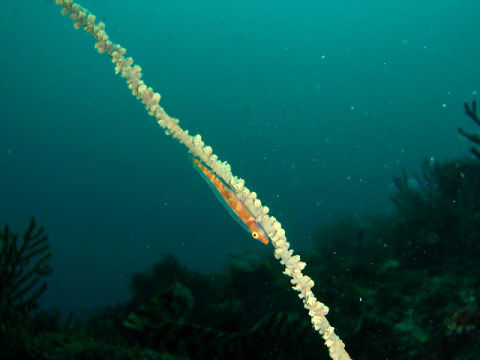 �ɓ������ʐ^�@�N���b�N�ő傫���Ȃ�܂�