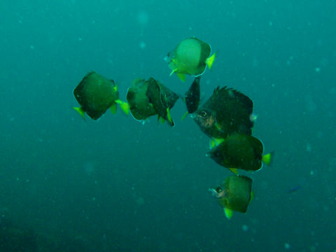 �ɓ������ʐ^�@�N���b�N�ő傫���Ȃ�܂�