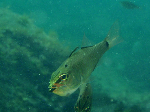 �ɓ������ʐ^�@�N���b�N�ő傫���Ȃ�܂�