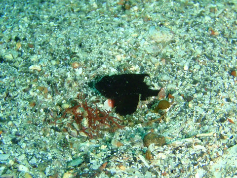 �ɓ������ʐ^�@�N���b�N�ő傫���Ȃ�܂�