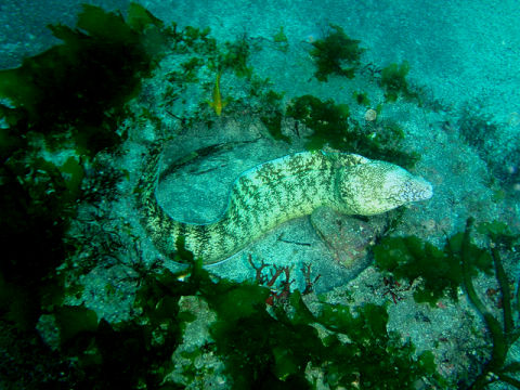 �ɓ������ʐ^�@�N���b�N�ő傫���Ȃ�܂�