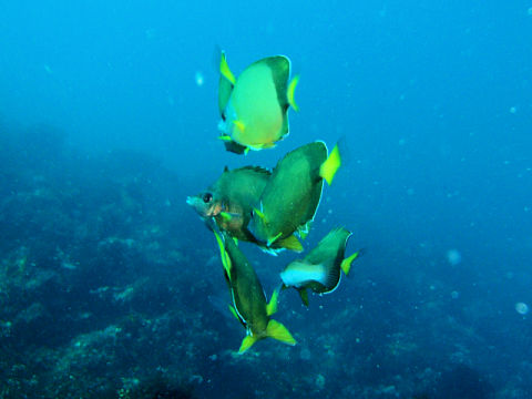 �ɓ������ʐ^�@�N���b�N�ő傫���Ȃ�܂�