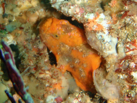 �ɓ������ʐ^�@�N���b�N�ő傫���Ȃ�܂�