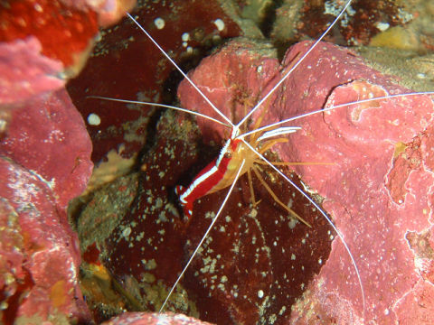 �ɓ������ʐ^�@�N���b�N�ő傫���Ȃ�܂�