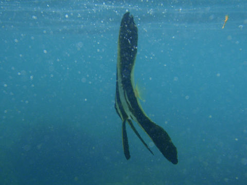 �ɓ������ʐ^�@�N���b�N�ő傫���Ȃ�܂�