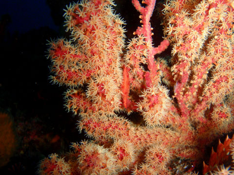 �ɓ������ʐ^�@�N���b�N�ő傫���Ȃ�܂�