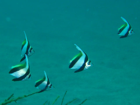 �ɓ������ʐ^�@�N���b�N�ő傫���Ȃ�܂�