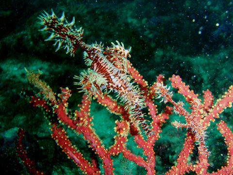 �ɓ������ʐ^�@�N���b�N�ő傫���Ȃ�܂�