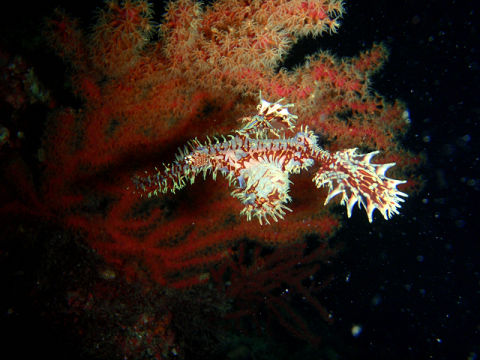 �ɓ������ʐ^�@�N���b�N�ő傫���Ȃ�܂�