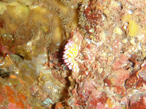 �ɓ������ʐ^�@�N���b�N�ő傫���Ȃ�܂�