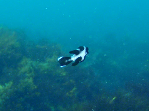 �ɓ������ʐ^�@�N���b�N�ő傫���Ȃ�܂�