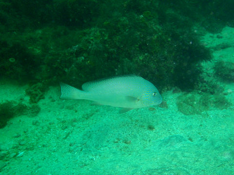 �ɓ������ʐ^�@�N���b�N�ő傫���Ȃ�܂�