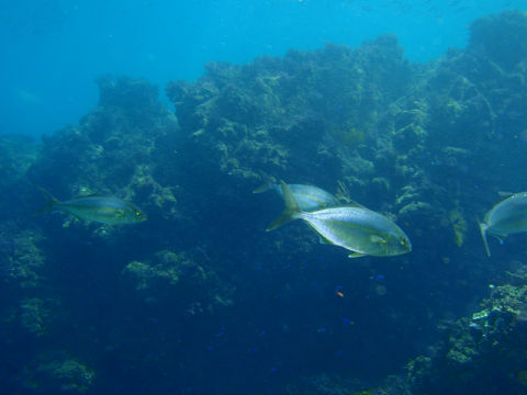 �ɓ������ʐ^�@�N���b�N�ő傫���Ȃ�܂�