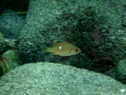 �ɓ������ʐ^�@�N���b�N�ő傫���Ȃ�܂�