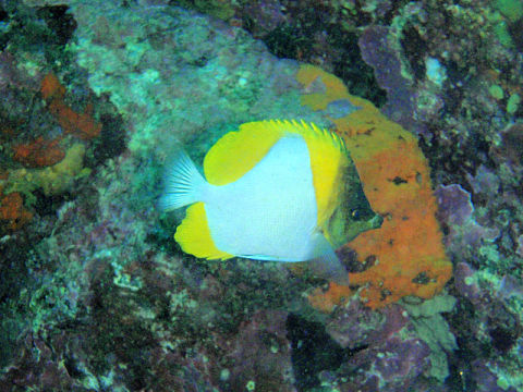 �ɓ������ʐ^�@�N���b�N�ő傫���Ȃ�܂�