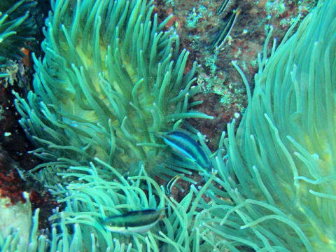 �ɓ������ʐ^�@�N���b�N�ő傫���Ȃ�܂�