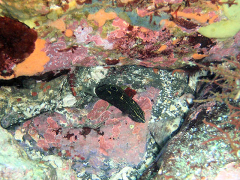 �ɓ������ʐ^�@�N���b�N�ő傫���Ȃ�܂�