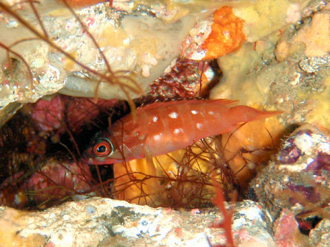 �ɓ������ʐ^�@�N���b�N�ő傫���Ȃ�܂�