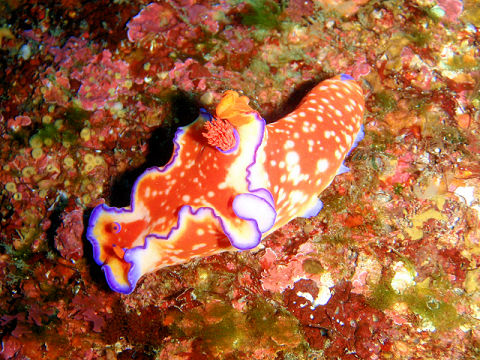 �ɓ������ʐ^�@�N���b�N�ő傫���Ȃ�܂�