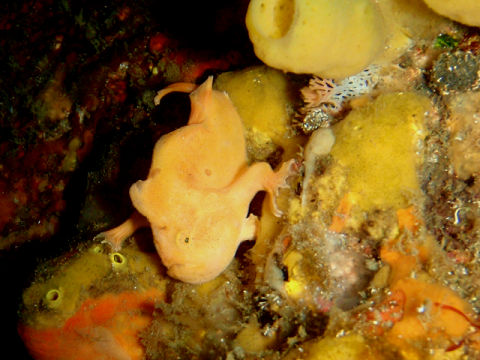 �ɓ������ʐ^�@�N���b�N�ő傫���Ȃ�܂�