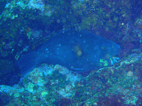 �ɓ������ʐ^�@�N���b�N�ő傫���Ȃ�܂�