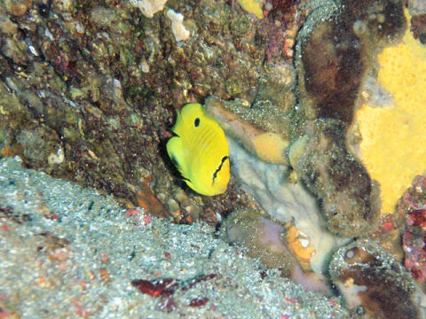 �ɓ������ʐ^�@�N���b�N�ő傫���Ȃ�܂�