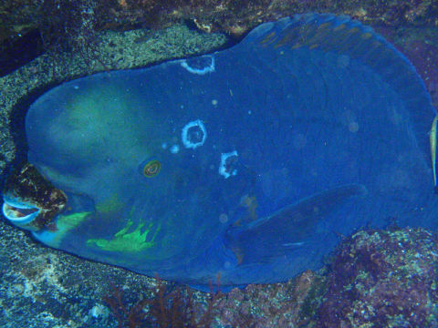 �ɓ������ʐ^�@�N���b�N�ő傫���Ȃ�܂�