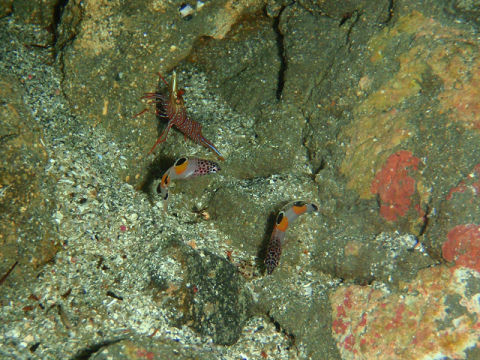 �ɓ������ʐ^�@�N���b�N�ő傫���Ȃ�܂�