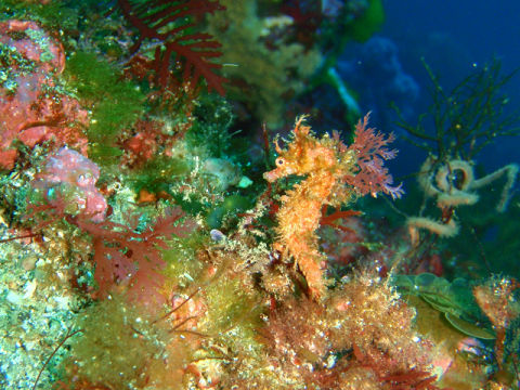 �ɓ������ʐ^�@�N���b�N�ő傫���Ȃ�܂�