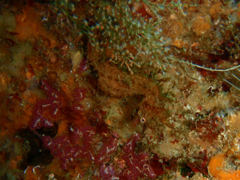 �ɓ������ʐ^�@�N���b�N�ő傫���Ȃ�܂�