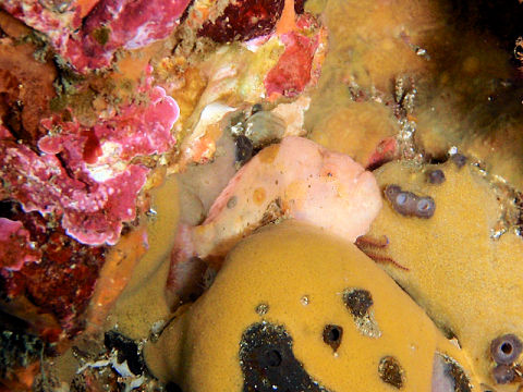 �ɓ������ʐ^�@�N���b�N�ő傫���Ȃ�܂�