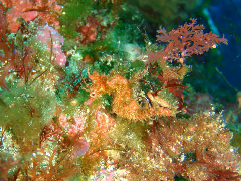 �ɓ������ʐ^�@�N���b�N�ő傫���Ȃ�܂�